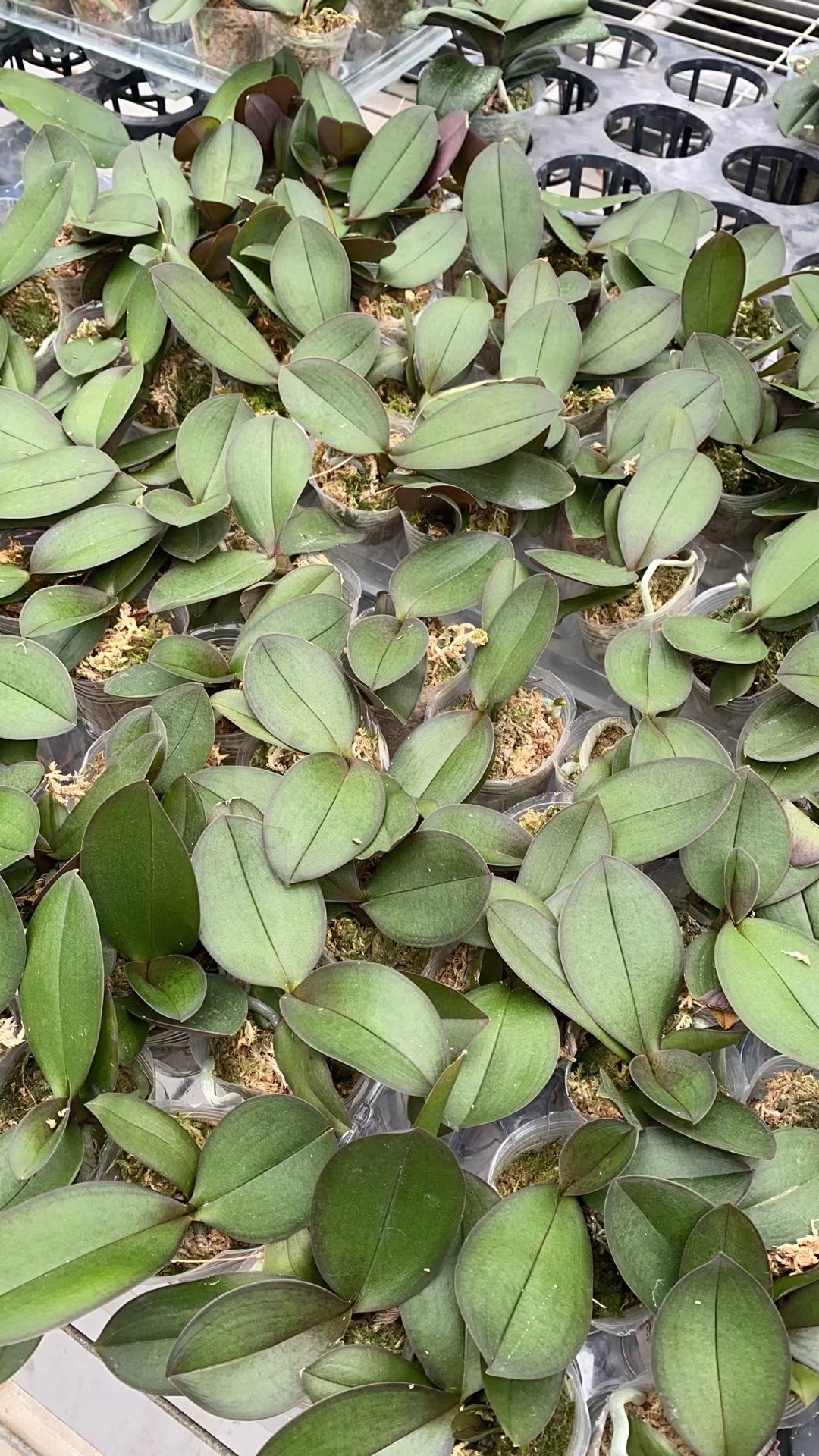 图尔坎蝴蝶兰花苗带花剑稀有绿植盆栽基地直发包对版四季开花 - 图3