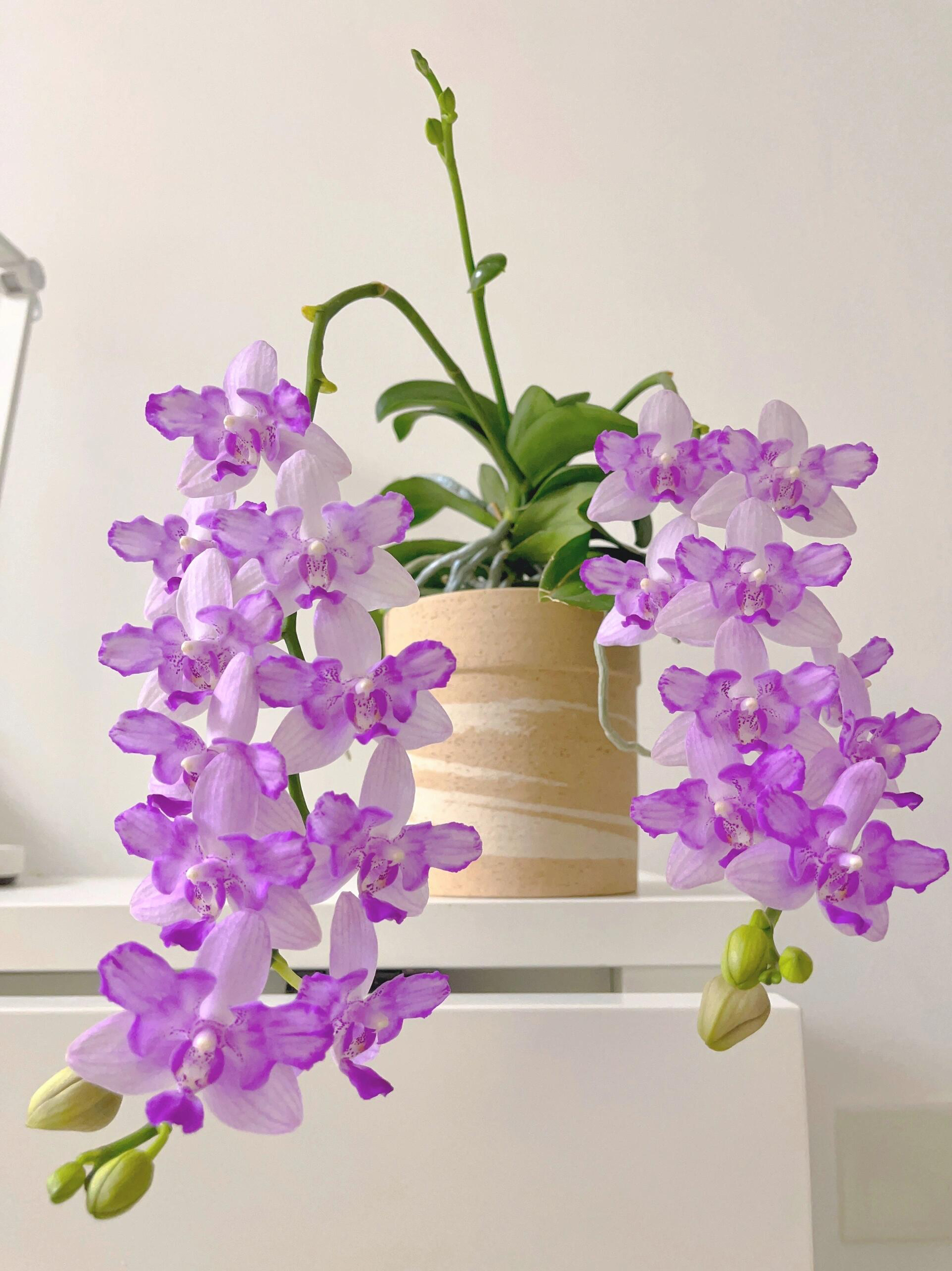 紫玉铃铛385紫马丁蝴蝶兰开花株带浓香型夏花品种对版洋兰花卉 - 图2