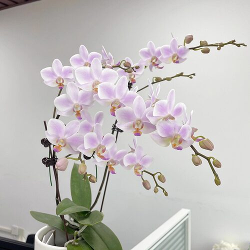 粉色残雪蝴蝶兰3.0寸杯苗半成熟苗耐热夏花品种小花型新苗根少 - 图1
