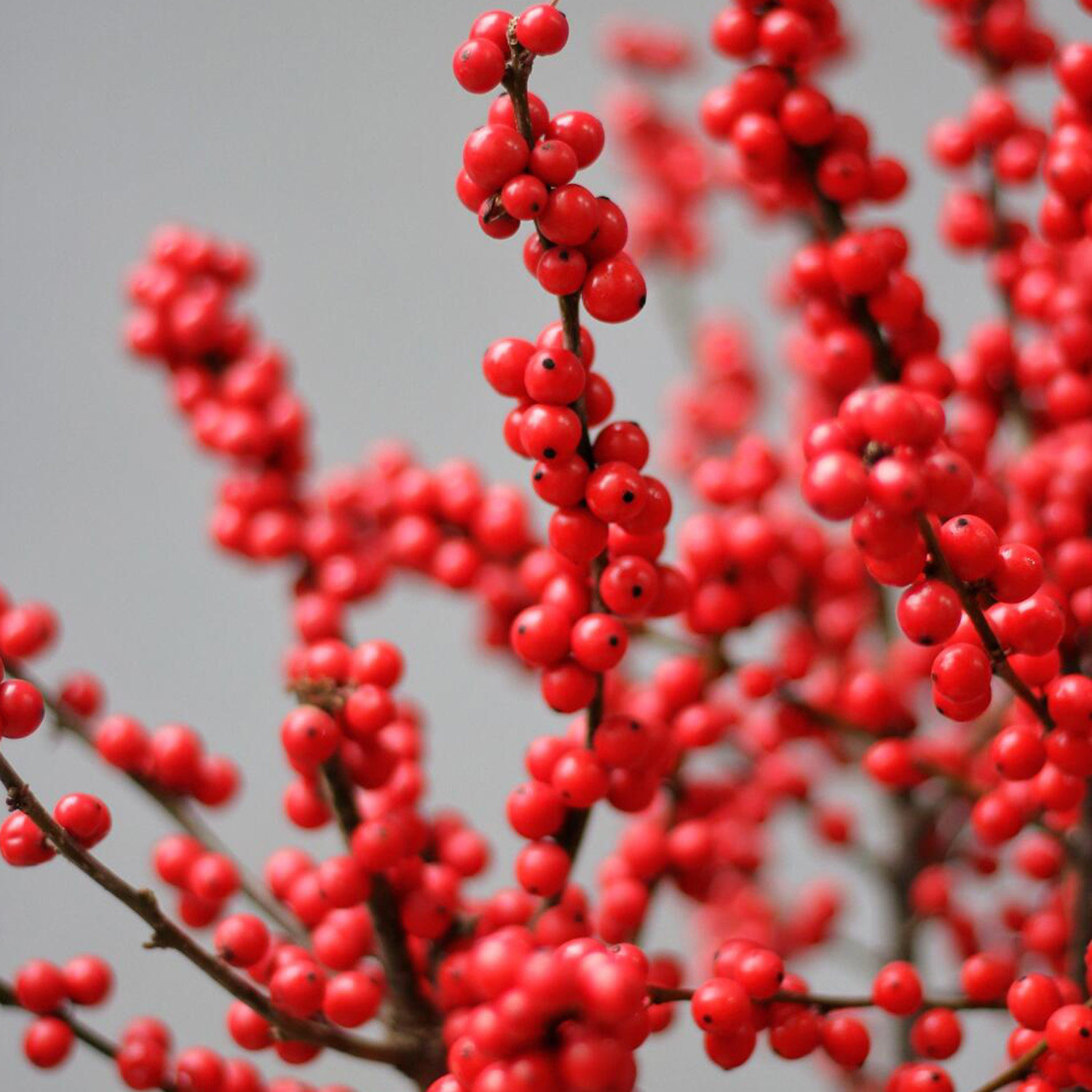 北美冬青红果真花盆栽室内客厅绿植进口鲜切年宵花喜庆送礼发财果,淘宝优惠券,粉丝福利购,淘宝优惠卷