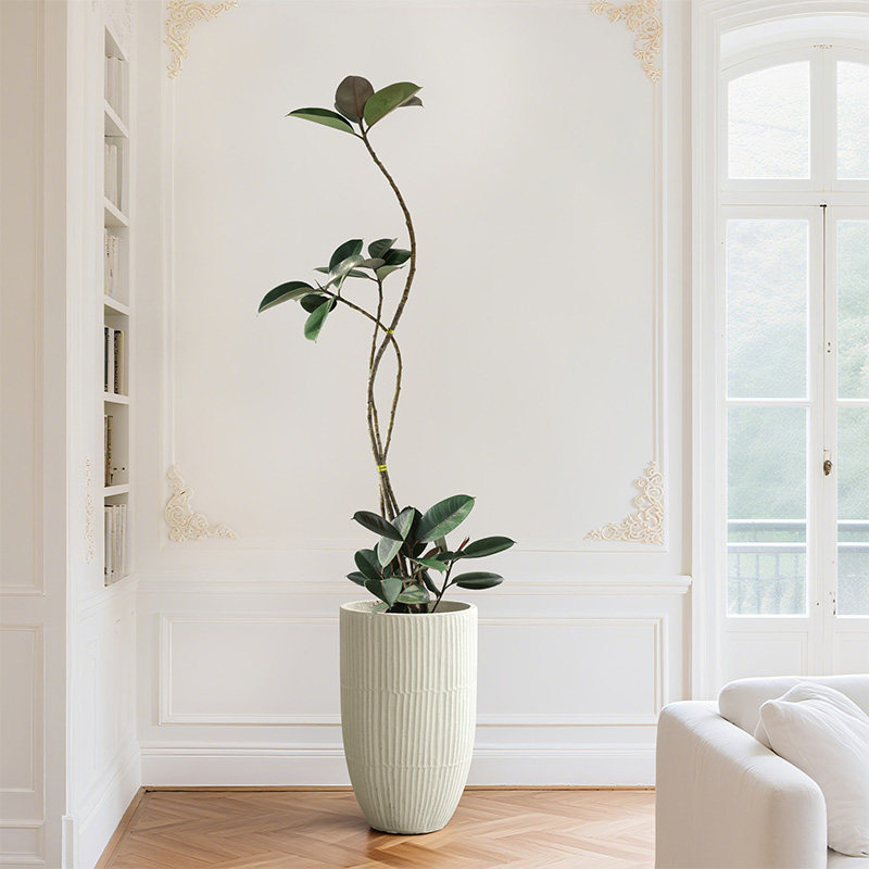 黑金刚造型橡皮树大盆栽绿植客厅办公室大型室内四季好养落地老桩,淘宝优惠券,粉丝福利购,淘宝优惠卷