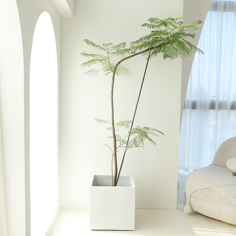 蓝花楹大型绿植室内客厅落地卧室玄关阳台造景办公室盆栽网红植物,淘宝优惠券,粉丝福利购,淘宝优惠卷