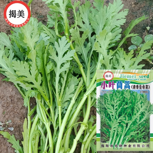 皇帝菜小叶茼蒿种子 花叶茼蒿菜籽  秋播蔬菜种子 易种农业菜籽 - 图1