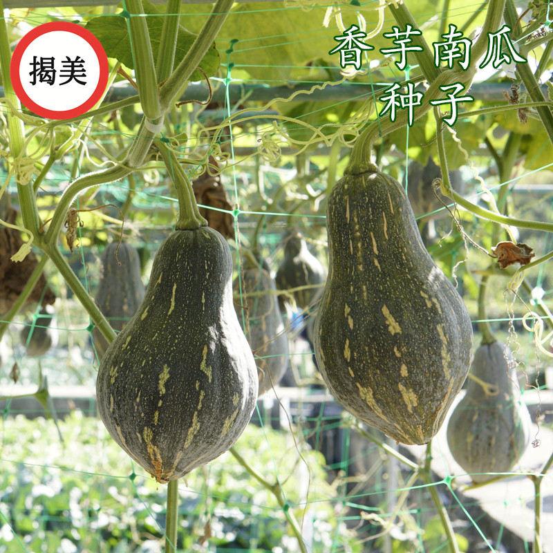 揭美香芋南瓜种子 杂交一代浓香甜糯香芋风味 高产粉南瓜蔬菜种子,淘宝优惠券,粉丝福利购,淘宝优惠卷
