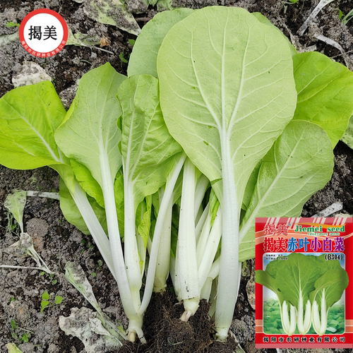 蔬菜种子 小白菜种子 潮汕高产好吃赤叶小白菜籽 菜籽 阳台园艺 - 图0