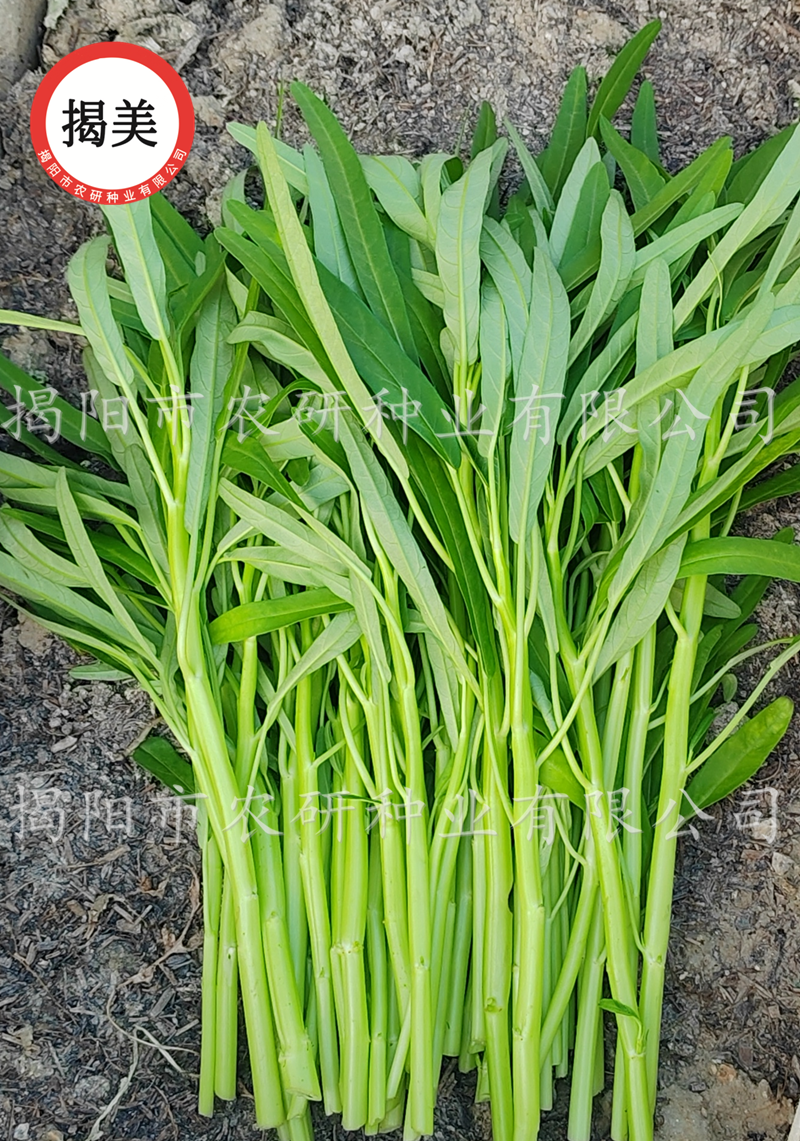 揭美玉凤6号柳叶半青白空心菜种子 通心菜雍菜籽阳台田园蔬菜种子,淘宝优惠券,粉丝福利购,淘宝优惠卷