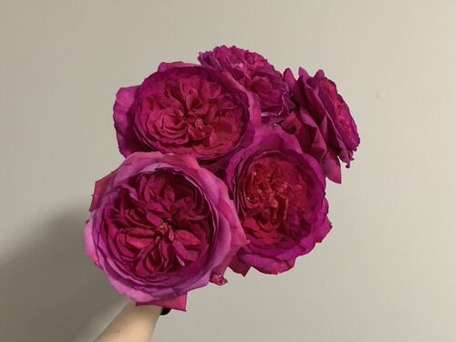 【一宅一百亩花卉】能力 超新品奥斯汀玫瑰花苗盆栽月季切花花卉 - 图3