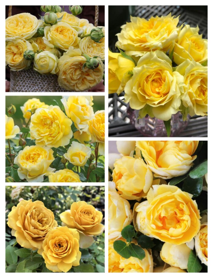 烟花波浪欧月大花灌木庭院多季开花绿植盆栽花卉月季蔷薇玫瑰花苗