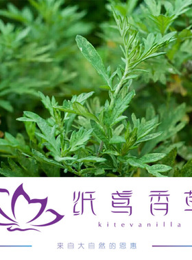 纸鸢野生艾草纯露补水毛孔