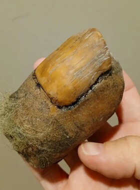 2025亚马逊爆款BigfootToeSas