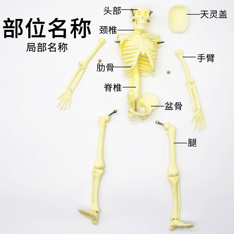 儿童骨骼模型（42cm）人体骨骼模型可活动拆卸拼装小学科学教具生物实验教学仪器 - 图0