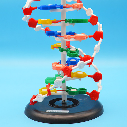 DNA结构模型大号60公分高/DNA双螺旋结构模型中碱基对遗传生物基因初中生物模型教学仪器 - 图3