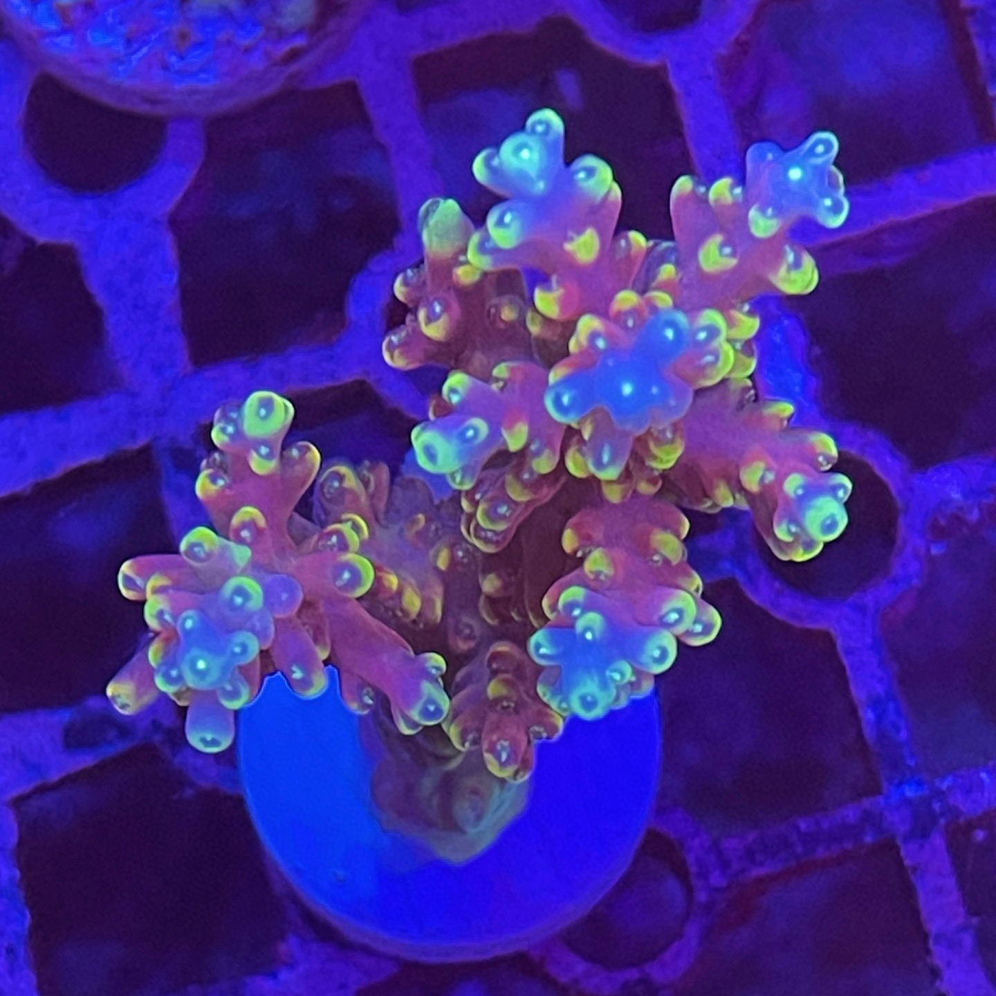 硬骨珊瑚sps珊瑚A属美国RR小红帽母体断枝硬骨珊瑚套餐海缸观赏 - 图0