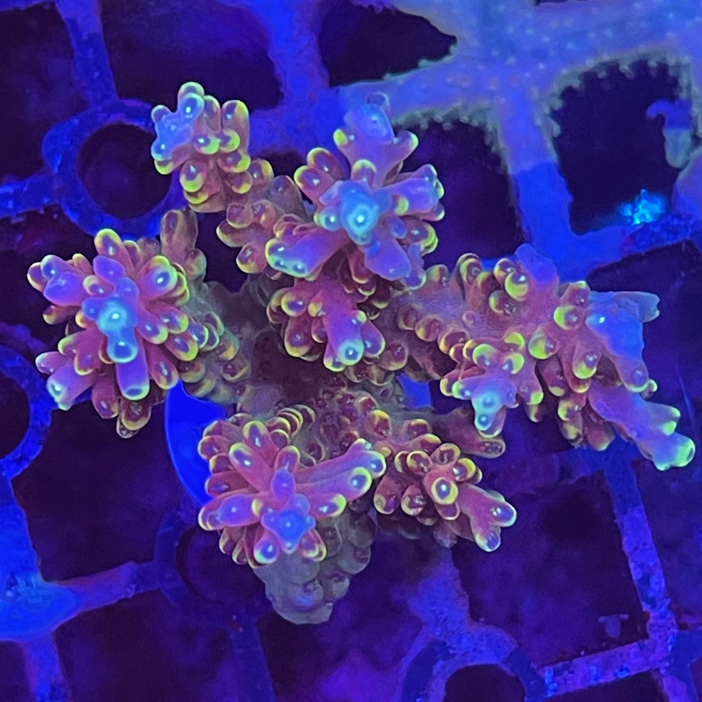 硬骨珊瑚sps珊瑚A属美国RR小红帽母体断枝硬骨珊瑚套餐海缸观赏 - 图1