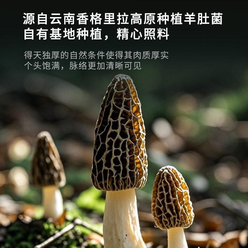 金唐高原羊肚菌云南特产山珍菌菇干货食材汤料包送滋补品养礼盒装
