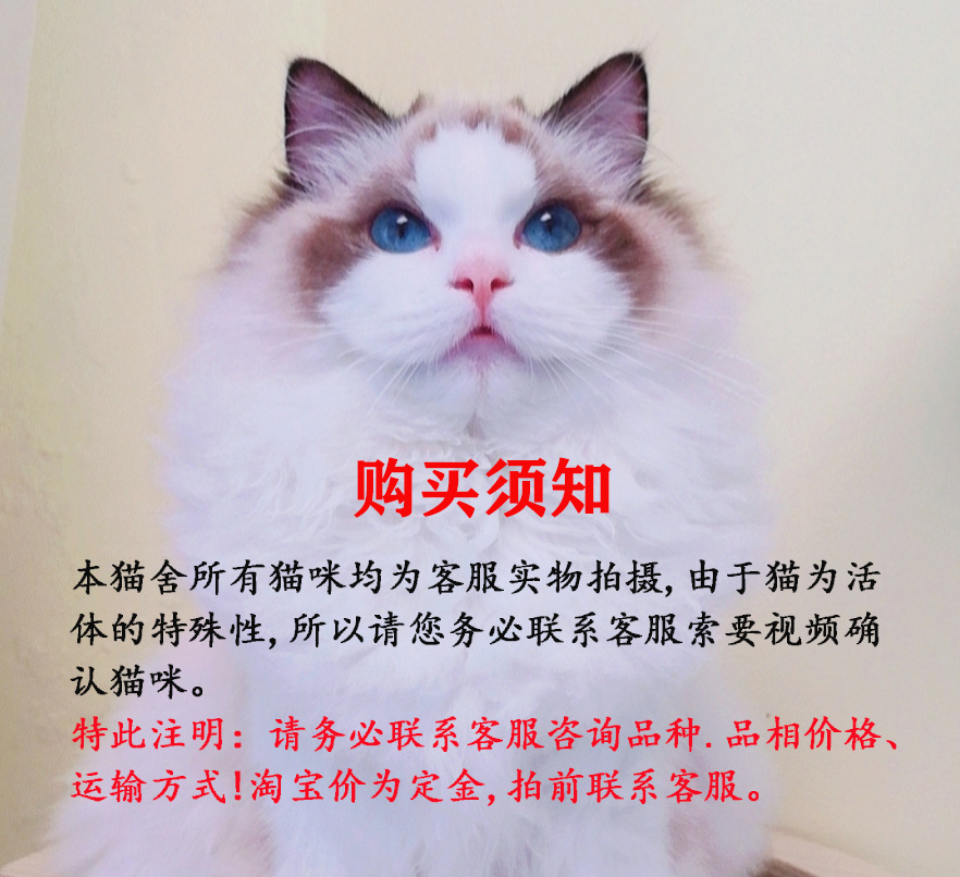 纯种血统布偶猫猫咪蓝双海双幼猫小猫母猫公猫弟弟妹妹活物活体猫 - 图2