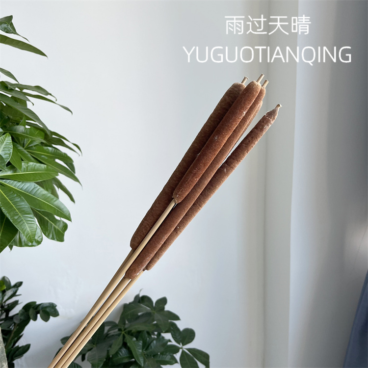天然蒲棒香蒲草水蜡烛蒲棒干花真花瓶插花装饰抖音网红同款驱蚊花 - 图1