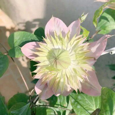 F系四季重瓣铁线莲爬藤植物花苗带花庭院花卉盆栽地栽观花植物 - 图2