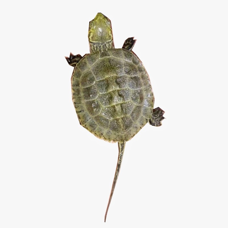 活物乌龟日本石龟杂花草龟日石杂花龟外塘冷水宠物龟活体网红龟苗,淘宝优惠券,粉丝福利购,淘宝优惠卷