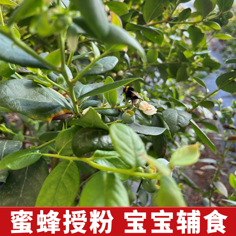 现摘丹东山地新鲜超大甜蓝莓鲜果当季孕妇水果宝宝辅食顺丰整箱包 - 图2