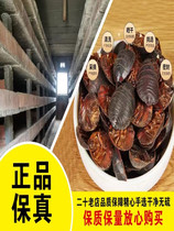 Tuyuan Chinese herbal medicine earth metaphorae ground turtle ground turtle ground beetle dry cargo native worm 500 gr
