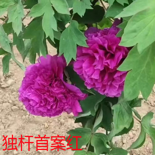 菏泽观赏牡丹花树花王 岛锦带土球大花重瓣 老桩独杆牡丹花苗庭院 - 图3