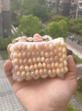 天然鱼缸造景海螺贝壳海螺贝壳