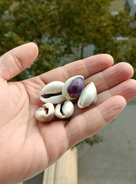 天然海螺贝壳紫色宝螺蓝眼睛宝螺鱼缸水族装饰造景铺底家居地台