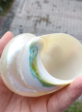 包邮天然海螺贝壳银光去皮