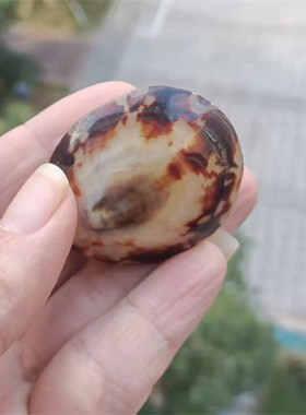天然海螺贝壳珍珠蚌壳礼物珊瑚