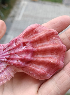 天然海螺贝壳标本螺北