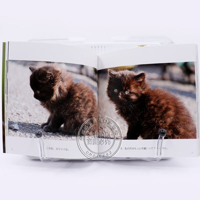 现货 深图日文 猫だって鼻提灯くらいできるもん 猫咪可爱摄影集あおいとり 著 青菁社 虎窝淘