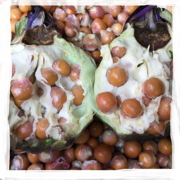 2025正宗苏州南塘纯手剥大丹鸡头米新鲜冰冻芡实米苏芡400克 - 图0