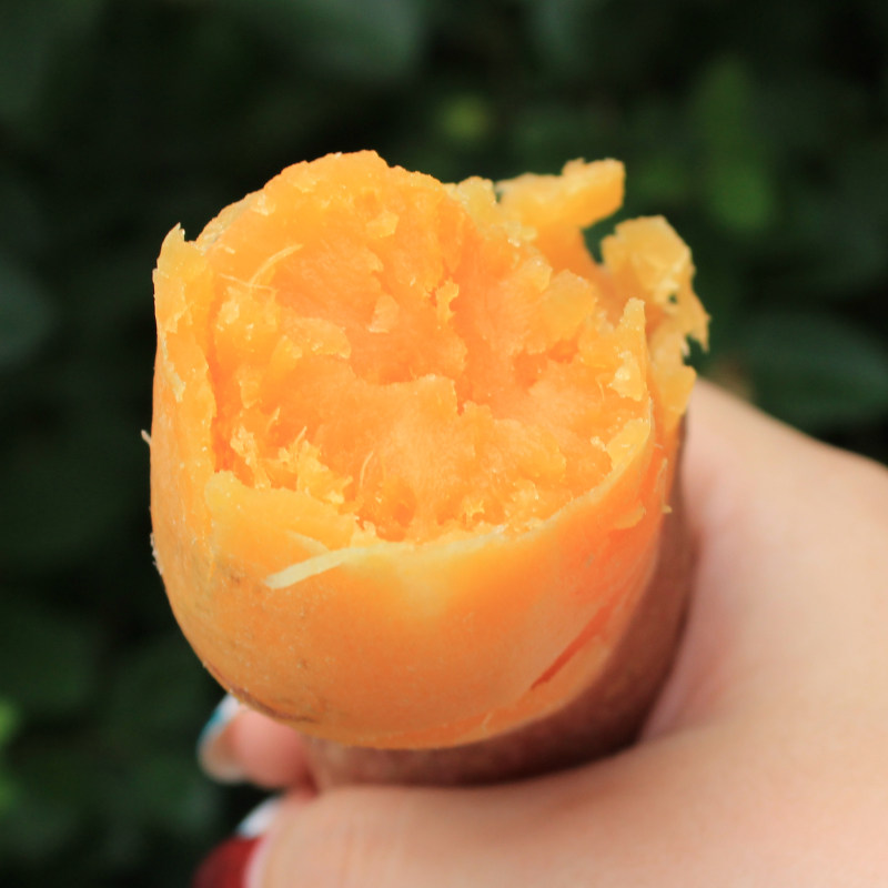 5斤农家地瓜生小香黄心新鲜红薯 怀康食品番薯