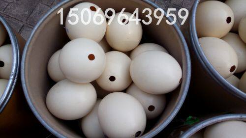天然大号鸵鸟蛋壳工艺品雕刻DIY原材料驼鸟蛋壳恐龙蛋复活节彩蛋 - 图2