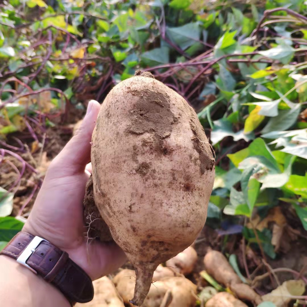 黄皮黄心黄壤红薯地瓜狼牙山红薯易县白薯番薯蜜薯紫薯 - 图1