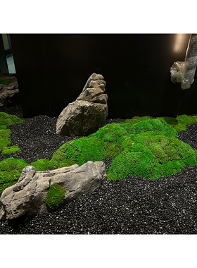 永生苔藓大灰藓白发藓墙仿真永生造景景观花假仿生青苔室内景观