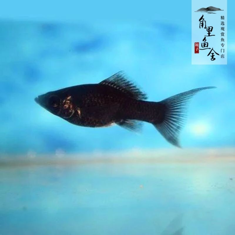 角里鱼舍 黑玛丽胎生花鱂鱼除油膜工具鱼清洁热带鱼