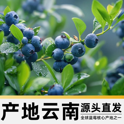 云南高山花香蓝莓杯应当季新鲜水果特大果礼盒整箱京运达怡佳颗沃 - 图2