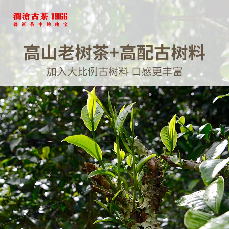 澜沧古茶2021年经典0081普洱熟茶茶饼礼盒装200g - 图1