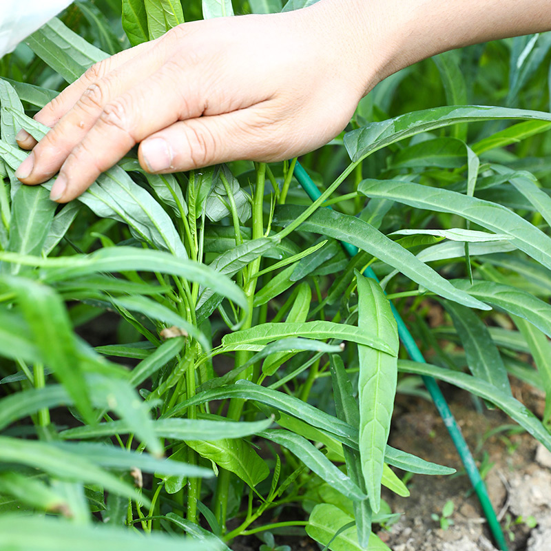 寿禾泰国柳叶空心菜种子蔬菜种籽250g孑菜种菜籽三叉小叶大叶白梗-图1