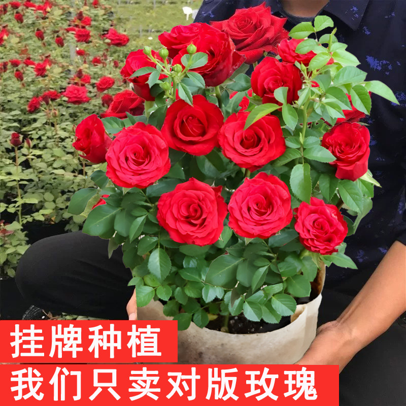 【一件包邮】云南玫瑰花苗老桩阳台花卉月季玫瑰花苗四季开花对版 - 图2