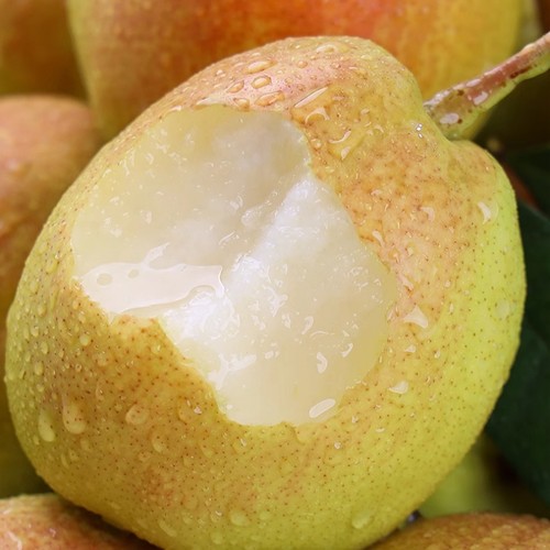 正宗新疆库尔勒香梨全母梨子新鲜孕妇水果整箱 - 图2