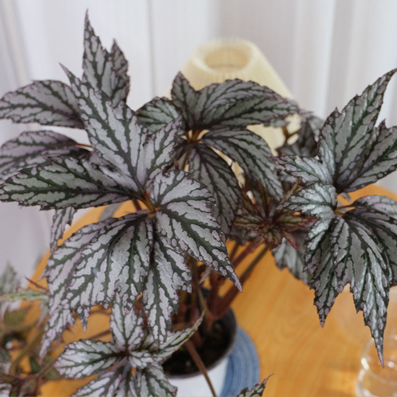 秋海棠基地热植开花观叶巨物好养四季,淘宝优惠券,粉丝福利购,淘宝优惠卷