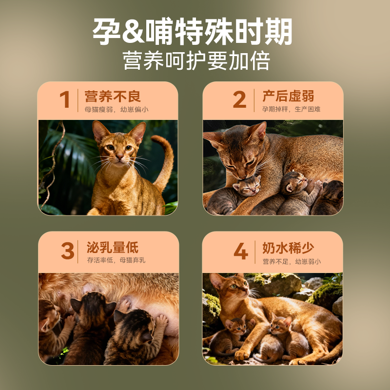 麦富迪猫粮原生鲜肉鸡肉全价亲子离乳期孕期营养成猫幼猫专用猫粮,淘宝优惠券,粉丝福利购,淘宝优惠卷