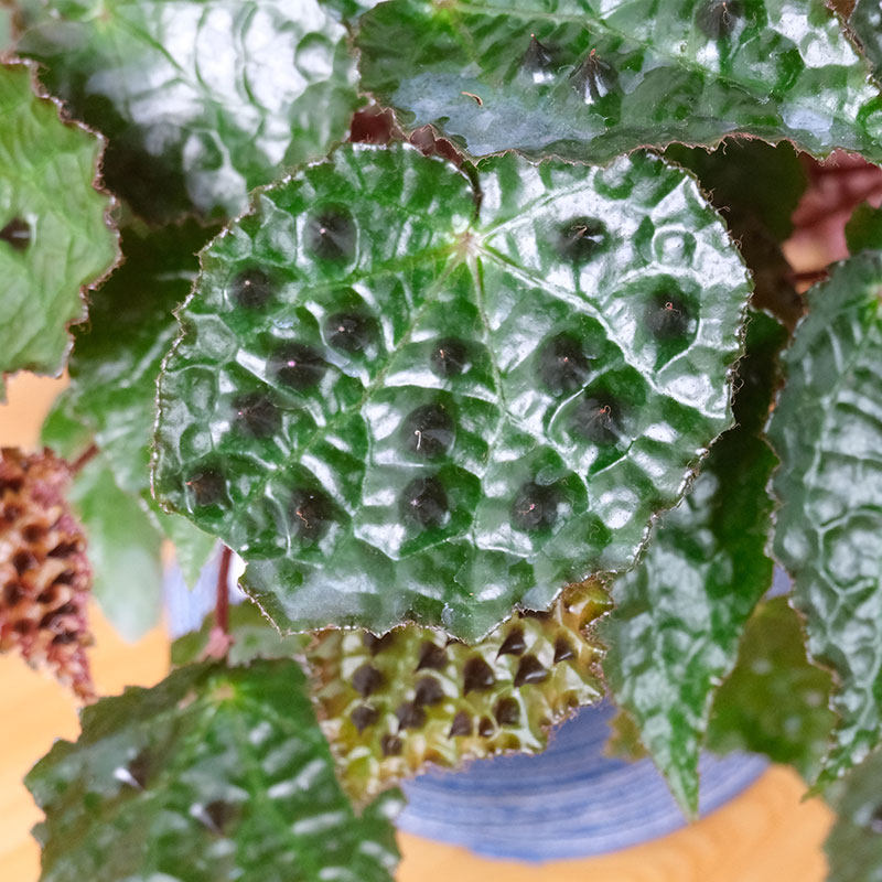 秋海棠基地热植开花观叶巨物好养四季,淘宝优惠券,粉丝福利购,淘宝优惠卷