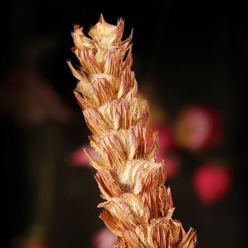 福东海夏枯草中搭药材白菊花夏枯草黄柏茶夏枯球蒲公英原材 - 图2