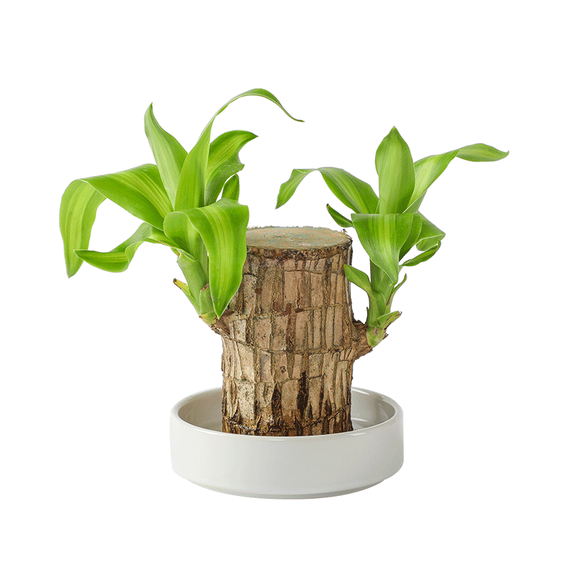 单品包邮 迷糊妞格鲁特幸运木盆栽巴西木带芽