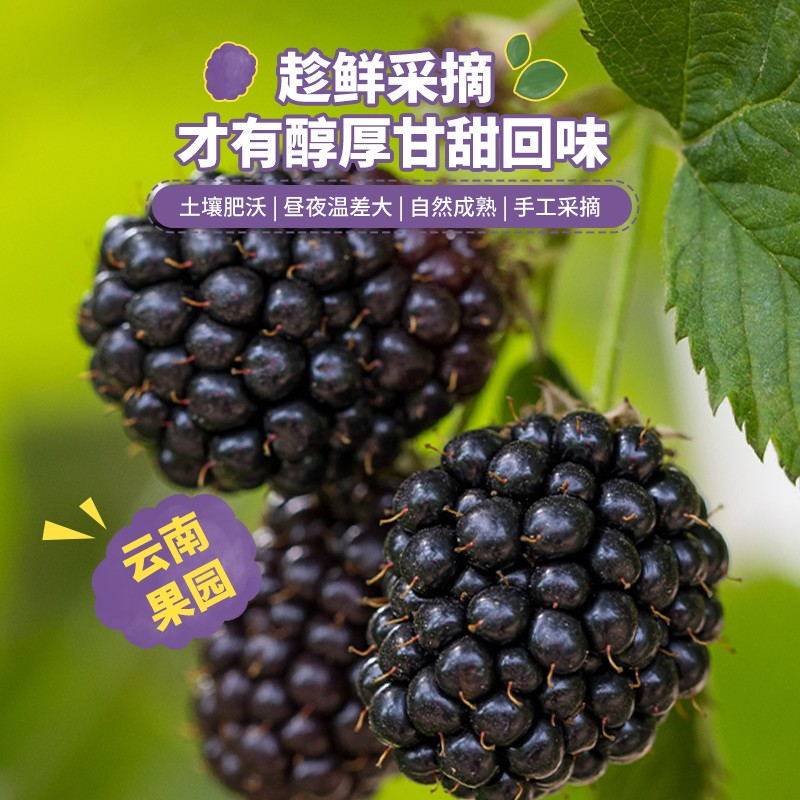 【下拉详情领补贴】Driscolls怡颗莓云南黑莓新鲜应季水果酸甜,淘宝优惠券,粉丝福利购,淘宝优惠卷