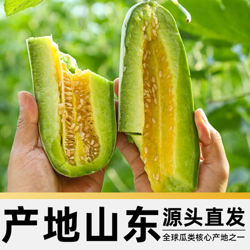 山东博洋61号羊角蜜甜瓜应当季新鲜水果脆甜蜜瓜香瓜时令脆整箱 - 图2